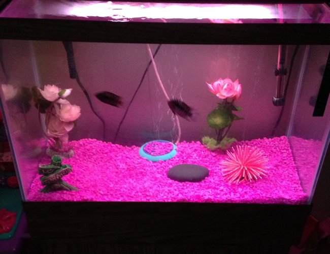 90 gallons freshwater fish tank (mostly fish and non-living decorations) - My Daughters First Fish Tank. She's 4 years old and wants to be like Daddy :) 90 gallons freshwater fish tank (mostly fish and non-living decorations) - My Daughters First Fish Tank. She's 4 years old and wants to be like Daddy :)