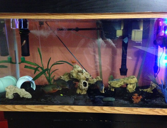 90 gallons freshwater fish tank (mostly fish and non-living decorations) - Daddy's Aquarium. 90 G 90 gallons freshwater fish tank (mostly fish and non-living decorations) - Daddy's Aquarium. 90 G