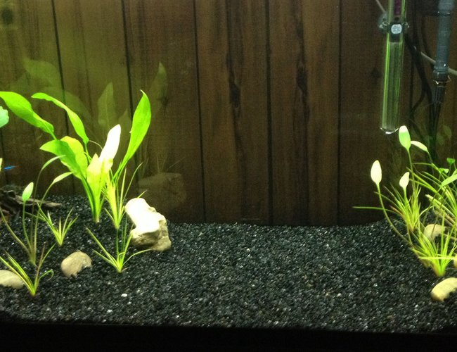 34 gallons freshwater fish tank (mostly fish and non-living decorations) - My First aquarium :) 34 gallons freshwater fish tank (mostly fish and non-living decorations) - My First aquarium :)