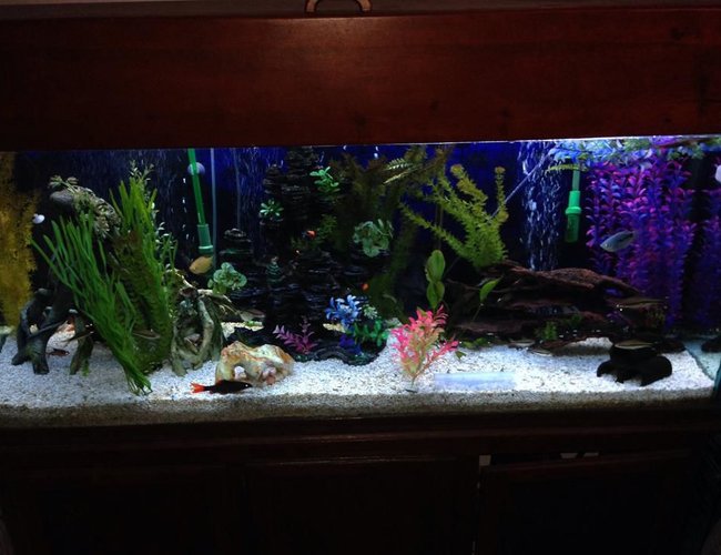 125 gallons freshwater fish tank (mostly fish and non-living decorations) - 125 gallon tall. 125 gallons freshwater fish tank (mostly fish and non-living decorations) - 125 gallon tall.
