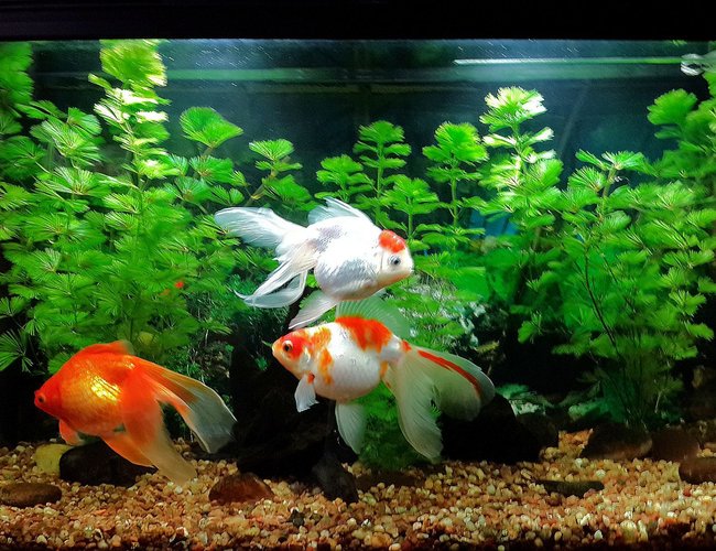 32 gallons freshwater fish tank (mostly fish and non-living decorations) - My 32 gallons tank. 3 goldfish and 1 corydoras. 32 gallons freshwater fish tank (mostly fish and non-living decorations) - My 32 gallons tank. 3 goldfish and 1 corydoras.