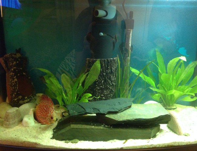13 gallons freshwater fish tank (mostly fish and non-living decorations) - starter picture. 13 gallons freshwater fish tank (mostly fish and non-living decorations) - starter picture.
