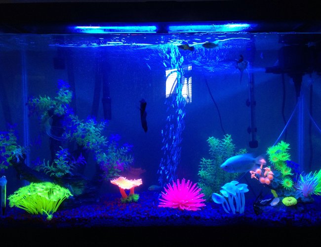 45 gallons freshwater fish tank (mostly fish and non-living decorations) - This is my 45 gallon tank 45 gallons freshwater fish tank (mostly fish and non-living decorations) - This is my 45 gallon tank