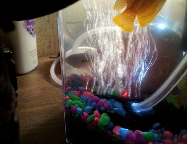 2 gallons freshwater fish tank (mostly fish and non-living decorations) - Bubbles and Blaze. RIP Blaze best fish that got along with bubbles. 2 gallons freshwater fish tank (mostly fish and non-living decorations) - Bubbles and Blaze. RIP Blaze best fish that got along with bubbles.