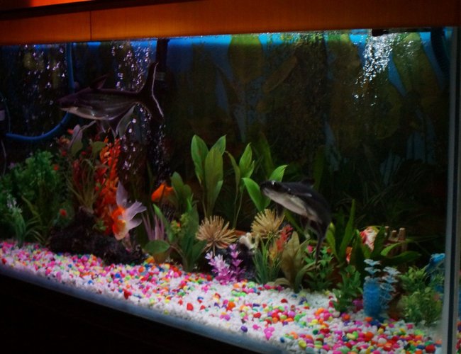 100 gallons freshwater fish tank (mostly fish and non-living decorations) - This is my 100 G Freshwater aquarium 100 gallons freshwater fish tank (mostly fish and non-living decorations) - This is my 100 G Freshwater aquarium