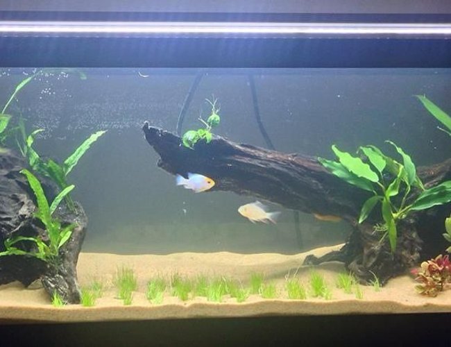 20 gallons freshwater fish tank (mostly fish and non-living decorations) - This is a new 20G long and it is a work in progress. This tank has co2, plant fertilizers, a canister filter, fuseray lighting, etc. 20 gallons freshwater fish tank (mostly fish and non-living decorations) - This is a new 20G long and it is a work in progress. This tank has co2, plant fertilizers, a canister filter, fuseray lighting, etc.