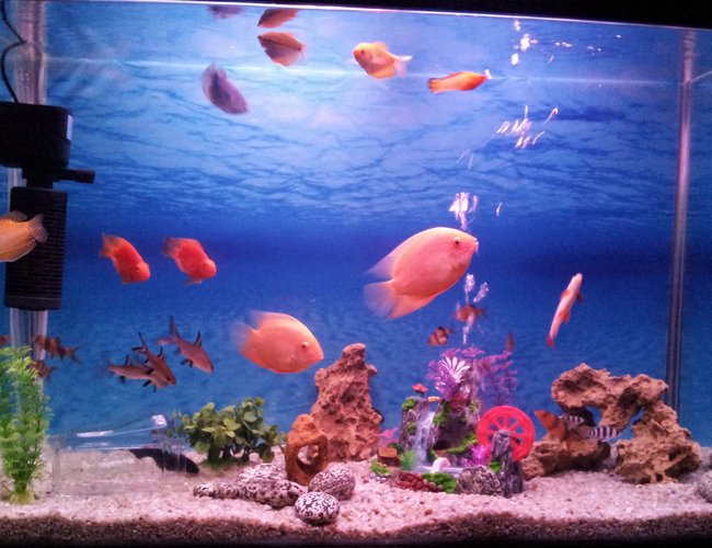 56 gallons freshwater fish tank (mostly fish and non-living decorations) - Community Tank 56 gallons freshwater fish tank (mostly fish and non-living decorations) - Community Tank