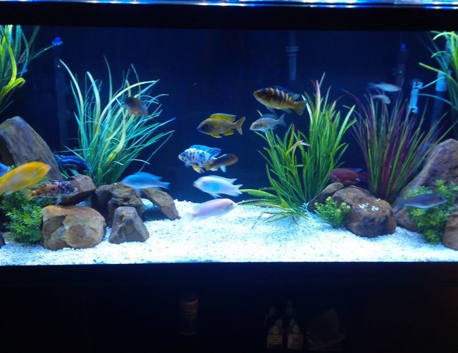 120 gallons freshwater fish tank (mostly fish and non-living decorations) - 120 gallon mbuna-peacock tank with 9 more peacocks on the way. 120 gallons freshwater fish tank (mostly fish and non-living decorations) - 120 gallon mbuna-peacock tank with 9 more peacocks on the way.