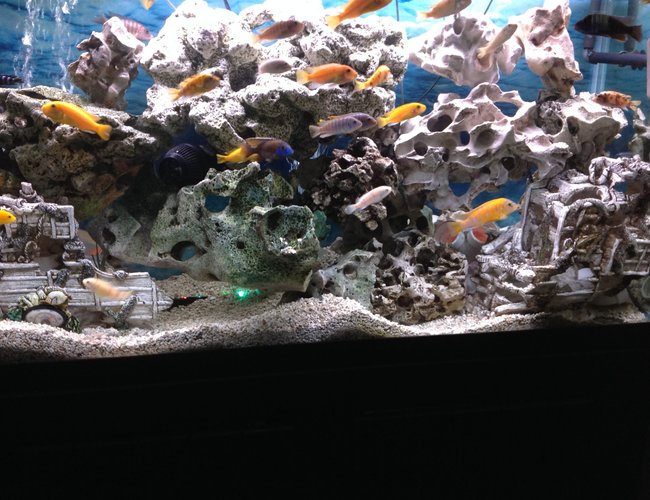 90 gallons freshwater fish tank (mostly fish and non-living decorations) 90 gallons freshwater fish tank (mostly fish and non-living decorations)