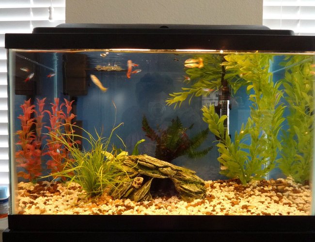 10 gallons freshwater fish tank (mostly fish and non-living decorations) - Guppies neon teras and couple of molly fry 10 gallons freshwater fish tank (mostly fish and non-living decorations) - Guppies neon teras and couple of molly fry