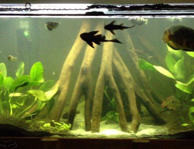 240 gallons freshwater fish tank (mostly fish and non-living decorations) - My display tank 240 gallons freshwater fish tank (mostly fish and non-living decorations) - My display tank