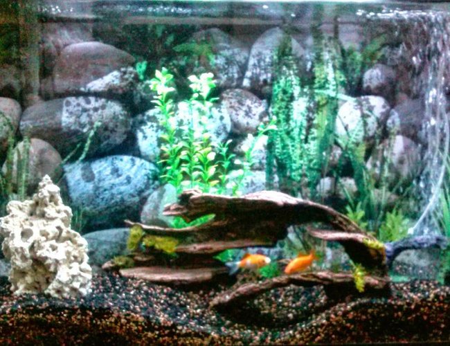 50 gallons freshwater fish tank (mostly fish and non-living decorations) 50 gallons freshwater fish tank (mostly fish and non-living decorations)