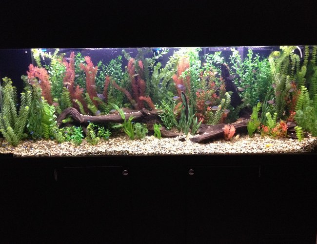 135 gallons freshwater fish tank (mostly fish and non-living decorations) - my baby. See my profile for description 135 gallons freshwater fish tank (mostly fish and non-living decorations) - my baby. See my profile for description
