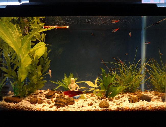 10 gallons freshwater fish tank (mostly fish and non-living decorations) - Modified my tank a bit, also welcomng baby guppy to d tank, hv mvd female guppies to different tank. And veiltail betta...happily swimmng tgethr 10 gallons freshwater fish tank (mostly fish and non-living decorations) - Modified my tank a bit, also welcomng baby guppy to d tank, hv mvd female guppies to different tank. And veiltail betta...happily swimmng tgethr