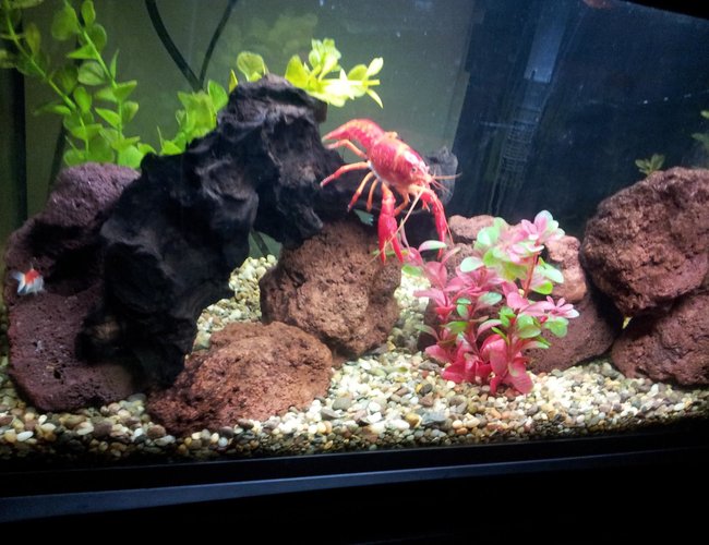 65 gallons freshwater fish tank (mostly fish and non-living decorations) - 20gal fishtank, lava rocks driftwood one big red clawfish lobster i keep only plastic plants in this tank the lobster eat every real plants so i feed him one time per week with lettuce. 65 gallons freshwater fish tank (mostly fish and non-living decorations) - 20gal fishtank, lava rocks driftwood one big red clawfish lobster i keep only plastic plants in this tank the lobster eat every real plants so i feed him one time per week with lettuce.