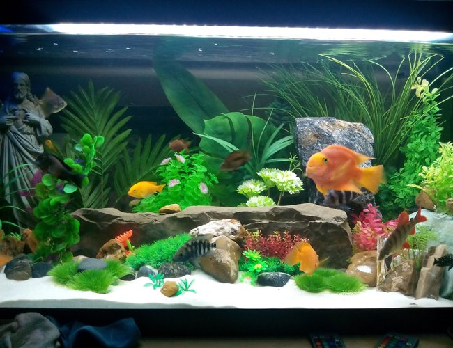 125 gallons freshwater fish tank (mostly fish and non-living decorations) - .. 125 gallons freshwater fish tank (mostly fish and non-living decorations) - ..