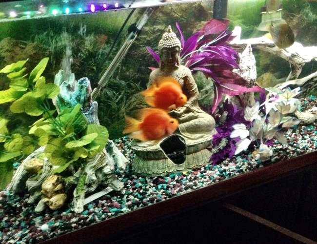 125 gallons freshwater fish tank (mostly fish and non-living decorations) - Two blood parrots 125 gallons freshwater fish tank (mostly fish and non-living decorations) - Two blood parrots