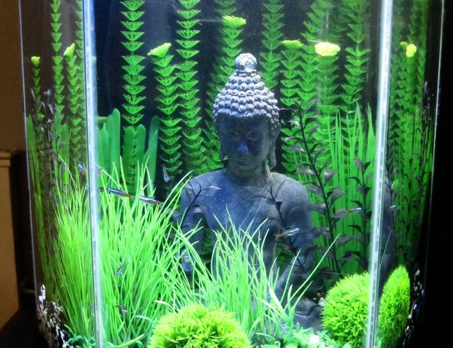 20 gallons freshwater fish tank (mostly fish and non-living decorations) - Black, Green, Grassy, Buddha, Love 20 gallons freshwater fish tank (mostly fish and non-living decorations) - Black, Green, Grassy, Buddha, Love