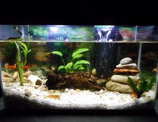 10 gallons freshwater fish tank (mostly fish and non-living decorations) - Fresh water community tank 10 gallons freshwater fish tank (mostly fish and non-living decorations) - Fresh water community tank