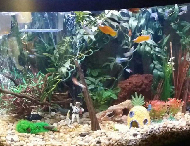 75 gallons freshwater fish tank (mostly fish and non-living decorations) - Front of tank. Tank is approx 3 months old. 75 gallon freshwater with fake plants and natural decor except sponge Bob 75 gallons freshwater fish tank (mostly fish and non-living decorations) - Front of tank. Tank is approx 3 months old. 75 gallon freshwater with fake plants and natural decor except sponge Bob