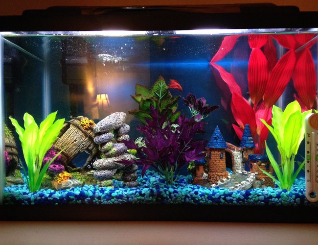 10 gallons freshwater fish tank (mostly fish and non-living decorations) - My ten gallon freshwater tank. In there somewhere are my male Veiltail betta, Sriracha, and my African dwarf frog, Darwin. 10 gallons freshwater fish tank (mostly fish and non-living decorations) - My ten gallon freshwater tank. In there somewhere are my male Veiltail betta, Sriracha, and my African dwarf frog, Darwin.