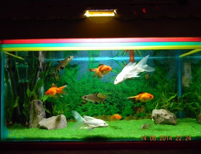 10 gallons freshwater fish tank (mostly fish and non-living decorations) - 2 BALA SHARK, 2 Milky koi carp, 4 Loaches, 3 Gold fish 10 gallons freshwater fish tank (mostly fish and non-living decorations) - 2 BALA SHARK, 2 Milky koi carp, 4 Loaches, 3 Gold fish