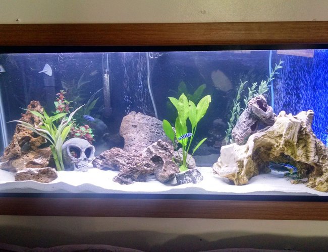 55 gallons freshwater fish tank (mostly fish and non-living decorations) - 55 Gallon Cichlid tank that I put into my wall as an upgrade from my 30 gallon, substrate is a Cichlid specific sand. Has a Echinodorus bleheri and Dracaena 55 gallons freshwater fish tank (mostly fish and non-living decorations) - 55 Gallon Cichlid tank that I put into my wall as an upgrade from my 30 gallon, substrate is a Cichlid specific sand. Has a Echinodorus bleheri and Dracaena