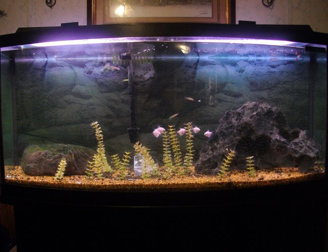 75 gallons freshwater fish tank (mostly fish and non-living decorations) - 75 Gal. Bow Front, fake plants, rocks I found, mixed tropical fish, and a chunk of ice in the middle. Just kidding its a piece of clear class. 75 gallons freshwater fish tank (mostly fish and non-living decorations) - 75 Gal. Bow Front, fake plants, rocks I found, mixed tropical fish, and a chunk of ice in the middle. Just kidding its a piece of clear class.