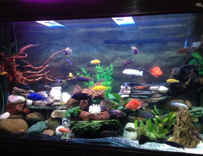 75 gallons freshwater fish tank (mostly fish and non-living decorations) - new set up 75 gallons freshwater fish tank (mostly fish and non-living decorations) - new set up