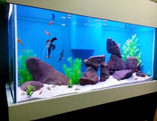 100 gallons freshwater fish tank (mostly fish and non-living decorations) - Freshwater Tank 100 gallons freshwater fish tank (mostly fish and non-living decorations) - Freshwater Tank