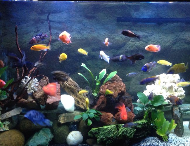 75 gallons freshwater fish tank (mostly fish and non-living decorations) - new set up 75 gallons freshwater fish tank (mostly fish and non-living decorations) - new set up