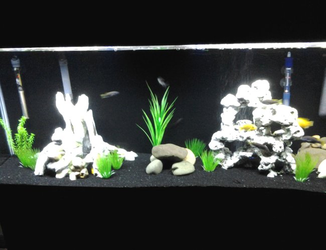 55 gallons freshwater fish tank (mostly fish and non-living decorations) - 55 gallon African cichlid tank with Yellow labs, acei, cory catfish, and Chinese algae eaters. 55 gallons freshwater fish tank (mostly fish and non-living decorations) - 55 gallon African cichlid tank with Yellow labs, acei, cory catfish, and Chinese algae eaters.