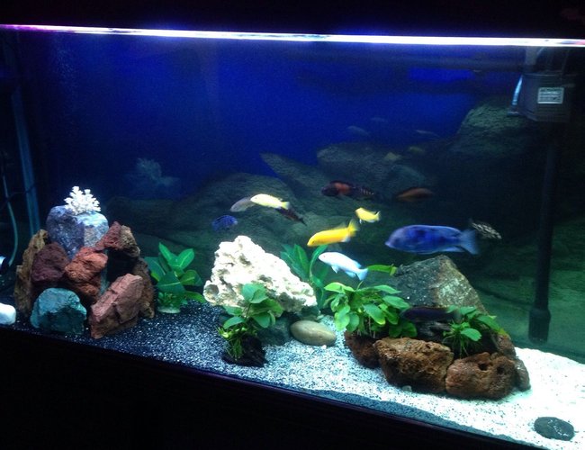 75 gallons freshwater fish tank (mostly fish and non-living decorations) - New set up for tropheus 75 gallons freshwater fish tank (mostly fish and non-living decorations) - New set up for tropheus