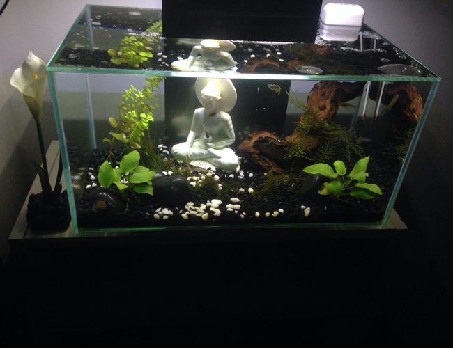 6 gallons freshwater fish tank (mostly fish and non-living decorations) - 6 gallon nano tank in progress. Only 3 months old. Advice is welcome ! 6 gallons freshwater fish tank (mostly fish and non-living decorations) - 6 gallon nano tank in progress. Only 3 months old. Advice is welcome !