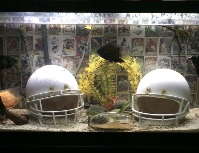 75 gallons freshwater fish tank (mostly fish and non-living decorations) - Ultimate Football Fan Aquarium! 75 gallons freshwater fish tank (mostly fish and non-living decorations) - Ultimate Football Fan Aquarium!