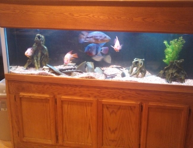 125 gallons freshwater fish tank (mostly fish and non-living decorations) - Current set up 125 gallons freshwater fish tank (mostly fish and non-living decorations) - Current set up