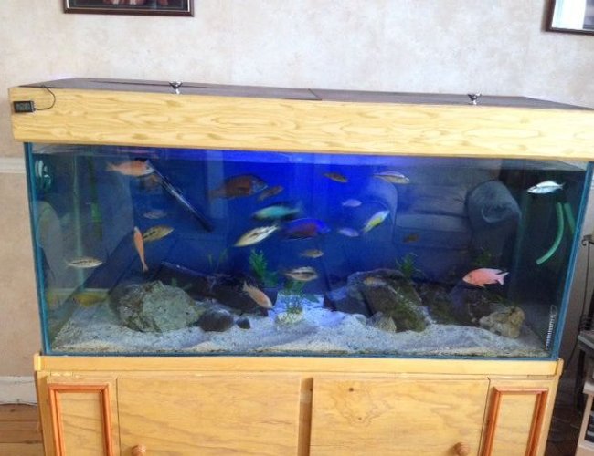 450 gallons freshwater fish tank (mostly fish and non-living decorations) - Mixed cichlid haps and Mbuna 450 gallons freshwater fish tank (mostly fish and non-living decorations) - Mixed cichlid haps and Mbuna