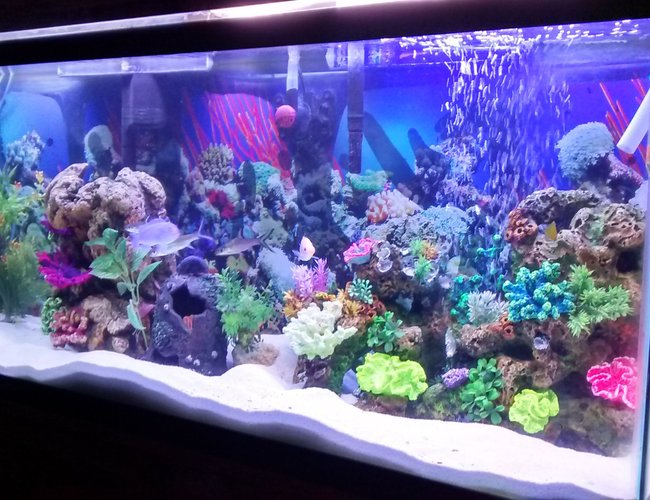 55 gallons freshwater fish tank (mostly fish and non-living decorations) - My first tank ever owned its freshwater despise the salt tank look. 55 gallons freshwater fish tank (mostly fish and non-living decorations) - My first tank ever owned its freshwater despise the salt tank look.