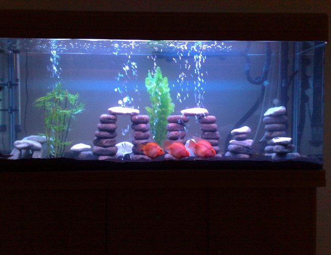80 gallons freshwater fish tank (mostly fish and non-living decorations) - Freshwater Tank 80 gallons freshwater fish tank (mostly fish and non-living decorations) - Freshwater Tank