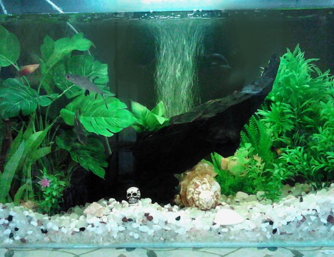 50 gallons freshwater fish tank (mostly fish and non-living decorations) - 50 gallon freshwater tank with white gravel bottom, central piece of driftwood and different kinds of fake and live plants. The tank is provided by good internal filtration system, heater and, air pumper for oxygen and moderate fluorescent lighting. 50 gallons freshwater fish tank (mostly fish and non-living decorations) - 50 gallon freshwater tank with white gravel bottom, central piece of driftwood and different kinds of fake and live plants. The tank is provided by good internal filtration system, heater and, air pumper for oxygen and moderate fluorescent lighting.