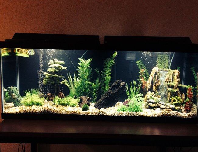 50 gallons freshwater fish tank (mostly fish and non-living decorations) - 50 gallon freshwater tank 50 gallons freshwater fish tank (mostly fish and non-living decorations) - 50 gallon freshwater tank