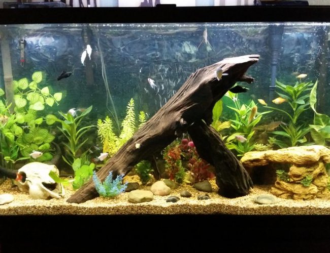75 gallons freshwater fish tank (mostly fish and non-living decorations) - "Desert Oasis" 75Gal. Community Tank. 75 gallons freshwater fish tank (mostly fish and non-living decorations) - "Desert Oasis" 75Gal. Community Tank.