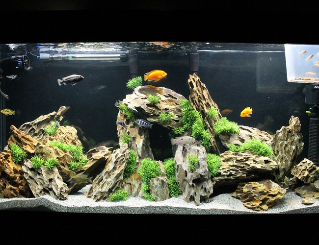 60 gallons freshwater fish tank (mostly fish and non-living decorations) - 60g Marineland Heartland Setup
2 x Fluval 306 Canister Filters
1 Aquaclear 70 Powerhead + Quick Filter attachment
1 500gph Fan
200 Watt Heater
Flourescent Lighting + Custom LED Strip Lighting with Remote
105lbs Dragon Stone
60g Marineland Heartland Setup
2 x Fluval 306 Canister Filters
1 Aquaclear 70 Powerhead + Quick Filter attachment
1 900gph Fan
1 500gph Fan
200 Watt Heater
Flourescent Lighting + Custom LED Strip Lighting with Remote =)
Stock (Mixed)
2 Red Zebra (Mama & Papa)
2 Kenyi (Kenny & Wesley Stripes)
1 Aratus (Dexter)
1 OB Peacock (OBI WON)
1 Sunshine Peacock (Dora the Explora)
1 Assorted/Hybrid Peacock (Rick James)
1 Venustus (GI Jane)
1 Ice Blue Zebra (Stanley)
1 Electric Yellow Lab (Pepe)
2 Bumble Bee (Tweedle Dee & Tweedle Dumb)
1 Jewel (Lone Ranger)
1 Plecco (Plectomus Prime)
& 11 Red Zebra Fry 60 gallons freshwater fish tank (mostly fish and non-living decorations) - 60g Marineland Heartland Setup
2 x Fluval 306 Canister Filters
1 Aquaclear 70 Powerhead + Quick Filter attachment
1 500gph Fan
200 Watt Heater
Flourescent Lighting + Custom LED Strip Lighting with Remote
105lbs Dragon Stone
60g Marineland Heartland Setup
2 x Fluval 306 Canister Filters
1 Aquaclear 70 Powerhead + Quick Filter attachment
1 900gph Fan
1 500gph Fan
200 Watt Heater
Flourescent Lighting + Custom LED Strip Lighting with Remote =)
Stock (Mixed)
2 Red Zebra (Mama & Papa)
2 Kenyi (Kenny & Wesley Stripes)
1 Aratus (Dexter)
1 OB Peacock (OBI WON)
1 Sunshine Peacock (Dora the Explora)
1 Assorted/Hybrid Peacock (Rick James)
1 Venustus (GI Jane)
1 Ice Blue Zebra (Stanley)
1 Electric Yellow Lab (Pepe)
2 Bumble Bee (Tweedle Dee & Tweedle Dumb)
1 Jewel (Lone Ranger)
1 Plecco (Plectomus Prime)
& 11 Red Zebra Fry