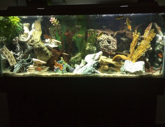 75 gallons freshwater fish tank (mostly fish and non-living decorations) - Community Tank: 4 Odessa Barb; 5 Rosey Barbs; 2 Chinese Algae Eater; 2 Cory Cats; 3 Goldfish; 3 Gouramis; 3 Danios; 3 Australian Rainbows; 3 Bueno Aires Tetra; 5 Neon Tetras; 2 Dalmatian Mollies; 3 African cichlids (peaceful); 3 Green Tiger Barb. 75 gallons freshwater fish tank (mostly fish and non-living decorations) - Community Tank: 4 Odessa Barb; 5 Rosey Barbs; 2 Chinese Algae Eater; 2 Cory Cats; 3 Goldfish; 3 Gouramis; 3 Danios; 3 Australian Rainbows; 3 Bueno Aires Tetra; 5 Neon Tetras; 2 Dalmatian Mollies; 3 African cichlids (peaceful); 3 Green Tiger Barb.