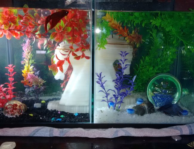 50 gallons freshwater fish tank (mostly fish and non-living decorations) - My babies. Red CombTail Betta & Blue CrownTail Betta. 50 gallons freshwater fish tank (mostly fish and non-living decorations) - My babies. Red CombTail Betta & Blue CrownTail Betta.