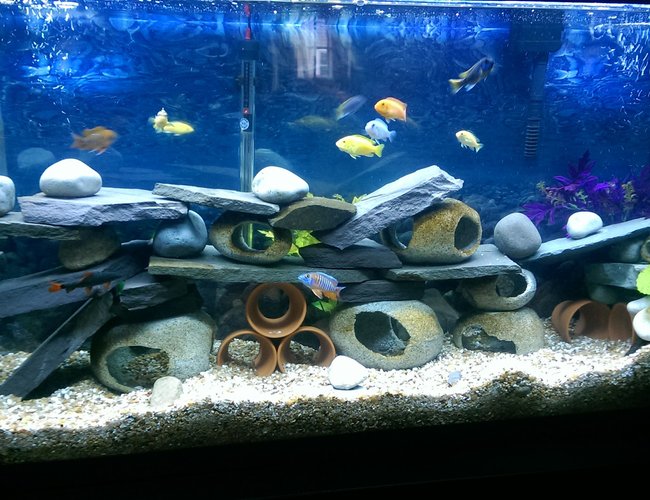 75 gallons freshwater fish tank (mostly fish and non-living decorations) - Cichlid hotel 75 gallons freshwater fish tank (mostly fish and non-living decorations) - Cichlid hotel