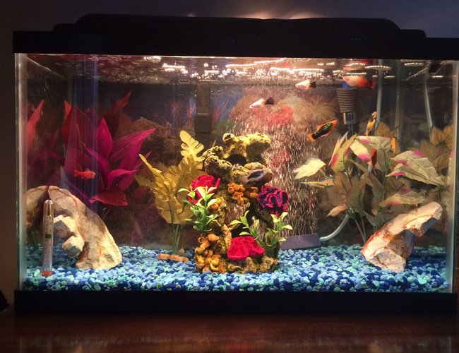 75 gallons freshwater fish tank (mostly fish and non-living decorations) - This is my intimate 10 gallon MOLLY tank in my home office. Relaxes me as I work.
Fish - 2 Mickey Mouse Mollies; 2 Bumblebee Mollies; 2 Green Lantern Mollies; 2 Cherry barbs: 1 Cory Cat and 1 Chinese Algae eater 75 gallons freshwater fish tank (mostly fish and non-living decorations) - This is my intimate 10 gallon MOLLY tank in my home office. Relaxes me as I work.
Fish - 2 Mickey Mouse Mollies; 2 Bumblebee Mollies; 2 Green Lantern Mollies; 2 Cherry barbs: 1 Cory Cat and 1 Chinese Algae eater