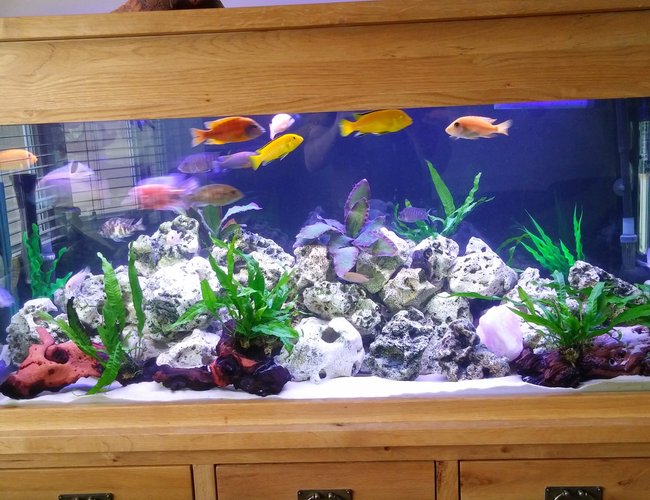 80 gallons freshwater fish tank (mostly fish and non-living decorations) - Malawi tank 80 gallons freshwater fish tank (mostly fish and non-living decorations) - Malawi tank