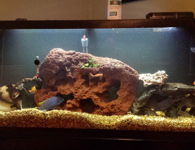 50 gallons freshwater fish tank (mostly fish and non-living decorations) - 55 gallon with new lava rock 50 gallons freshwater fish tank (mostly fish and non-living decorations) - 55 gallon with new lava rock