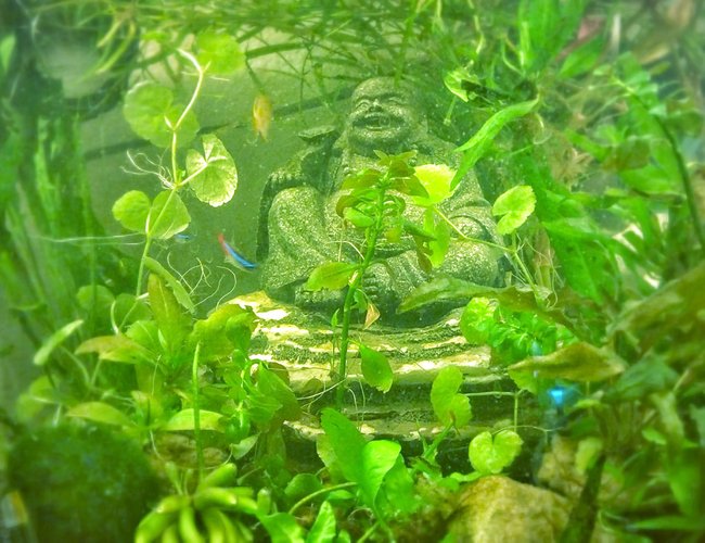 20 gallons freshwater fish tank (mostly fish and non-living decorations) - Moment of Zen-neons.... tetras 20 gallons freshwater fish tank (mostly fish and non-living decorations) - Moment of Zen-neons.... tetras
